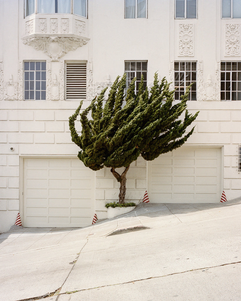 California Topiary by Marc Alcock